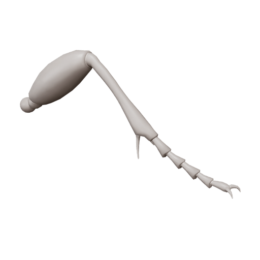 Insect Leg