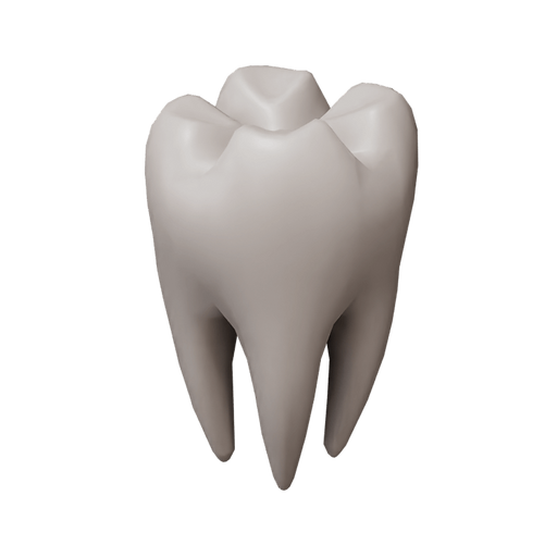 Tooth Molar