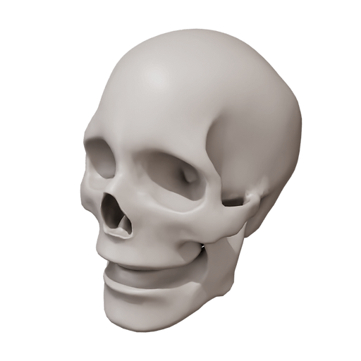 Skull No Teeth