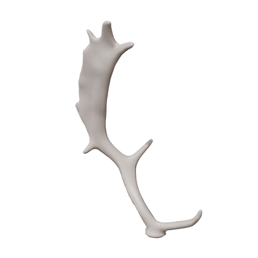 Deer Antler